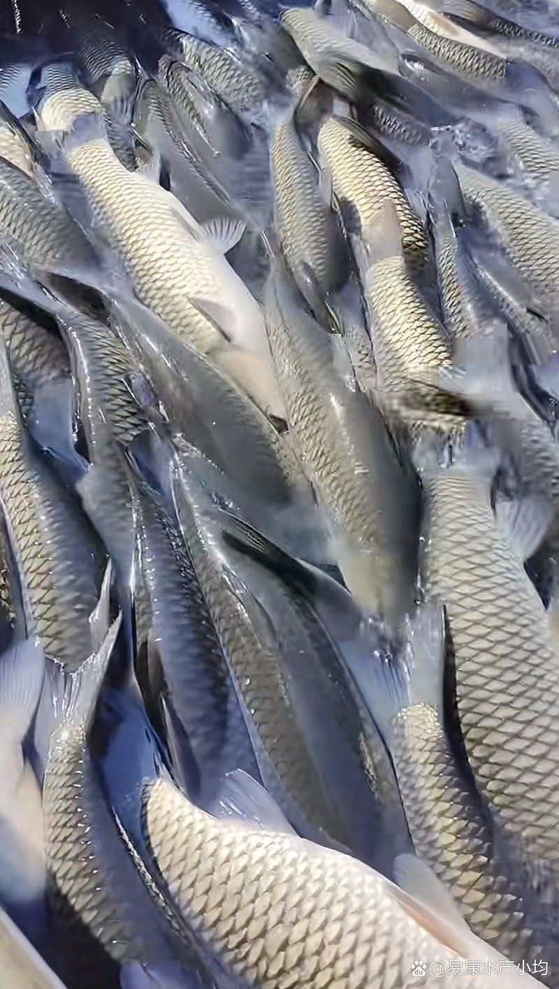 如何判斷龍魚是否感染了鰓部寄生蟲？（如何判斷龍魚是否感染了肺部寄生蟲）