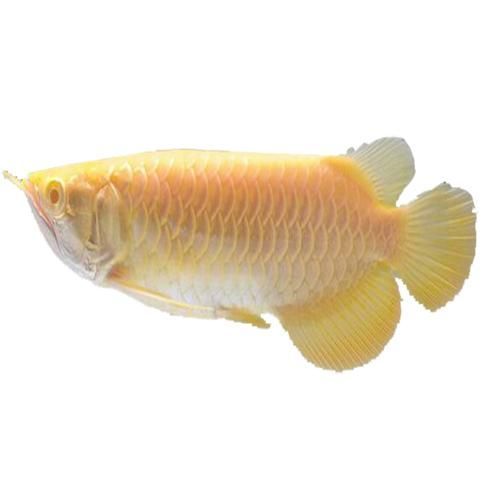 白金金龍魚有哪些著名的品種?(什么是白金金龍魚) 龍魚百科 第2張 白金金龍魚有哪些著名的品種?(什么是白金金龍魚) 白金金龍魚有哪些著名的品種?(什么是白金金龍魚) 龍魚百科 第2張