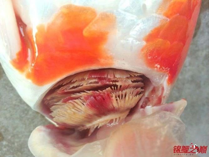 手術(shù)治療龍魚魚鰓需要多長時(shí)間恢復(fù)？（關(guān)于龍魚鰓部手術(shù)恢復(fù)時(shí)間）