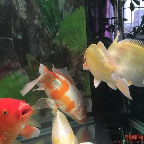 手術(shù)治療龍魚魚鰓需要多長時(shí)間恢復(fù)？（關(guān)于龍魚鰓部手術(shù)恢復(fù)時(shí)間）
