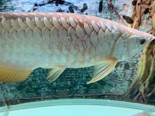 手術(shù)治療龍魚魚鰓需要多長時(shí)間恢復(fù)？（關(guān)于龍魚鰓部手術(shù)恢復(fù)時(shí)間）