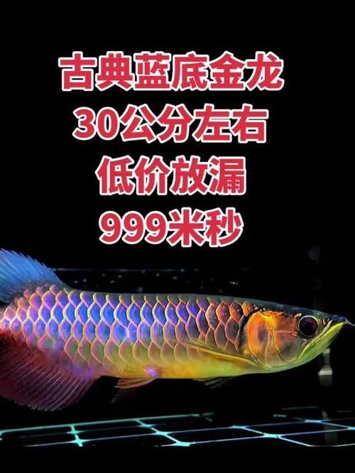 給我推薦幾條性價比高的古典金龍魚（典藍性價比高的古典金龍魚）