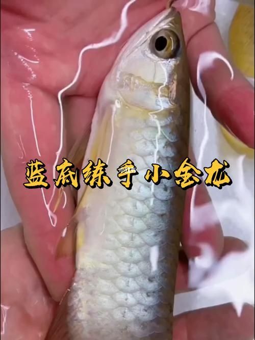 給我推薦幾條性價比高的古典金龍魚（典藍性價比高的古典金龍魚）