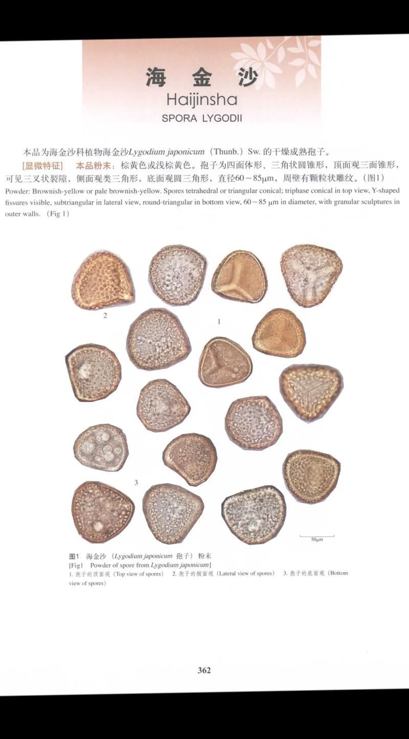 如何區(qū)分真假金沙龍魚？（arxiv論文助手arxiv論文助手arxiv論文助手）