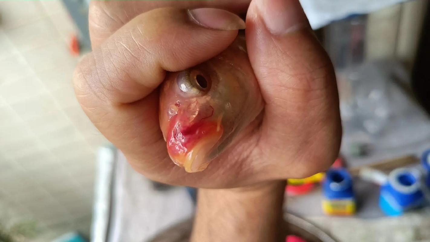 給我更多關于龍魚嘴膿包的圖片（關于龍魚嘴膿包的一些圖片）