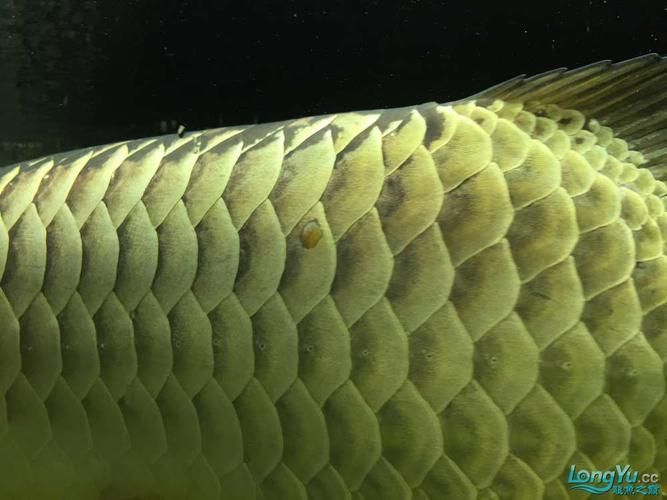 給我更多關于龍魚嘴膿包的圖片（關于龍魚嘴膿包的一些圖片）