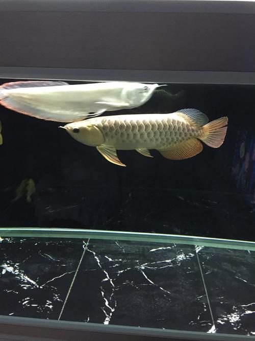 給我更多關于龍魚嘴膿包的圖片（關于龍魚嘴膿包的一些圖片）