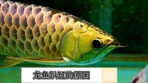 如何區分龍魚趴缸是正常適應還是疾病征兆？（龍魚趴缸后如何恢復？）