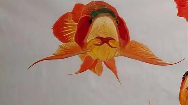 龍魚張嘴呼吸多久會(huì)死？（龍魚張嘴呼吸怎么辦？）