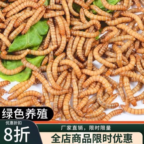 如何判斷金龍魚是否需要大麥蟲？（判斷金龍魚是否需要大麥蟲（tenebriomolitor幼蟲））