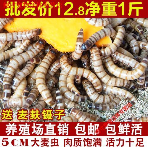 如何判斷金龍魚是否需要大麥蟲？（判斷金龍魚是否需要大麥蟲（tenebriomolitor幼蟲））