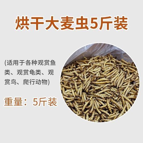 如何判斷龍魚是否適應面包蟲干？
