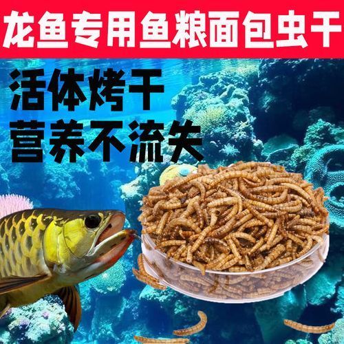 如何判斷龍魚是否適應面包蟲干？