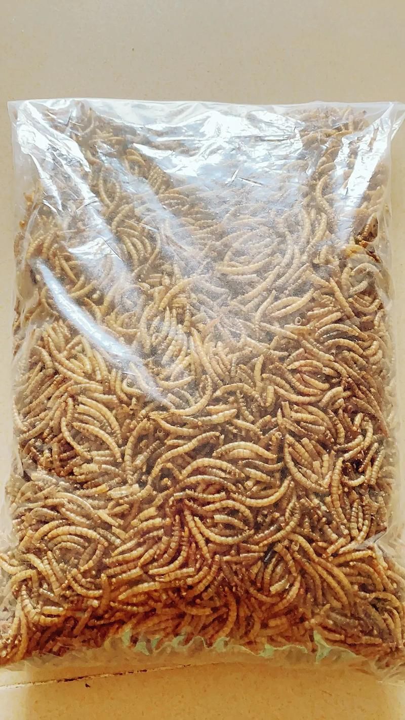 如何判斷龍魚是否適應面包蟲干？