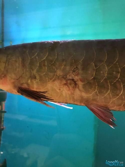 如何判斷龍魚是否患有這三種病？（龍魚三種疾病診斷方法）