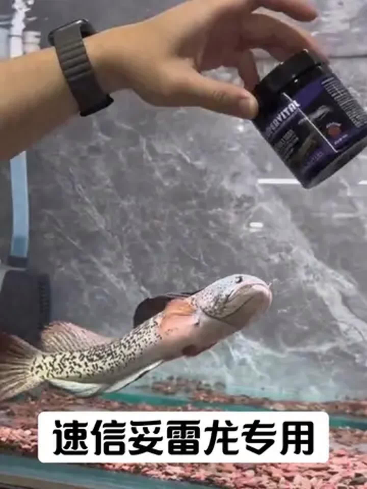 有哪些龍魚食物是專門發色的？（如何搭配龍魚食物以達到最佳發色效果？）