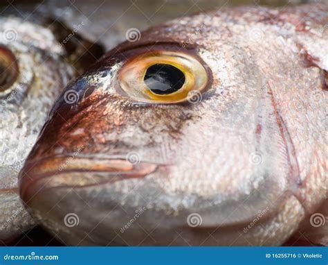 如何辨別紅龍魚是否新鮮？（如何判斷紅龍魚是否新鮮）