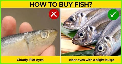 如何辨別紅龍魚是否新鮮？（如何判斷紅龍魚是否新鮮）