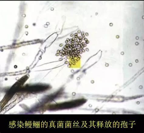 詳解（1000字和配圖）龍魚真菌感染的癥狀有哪些？