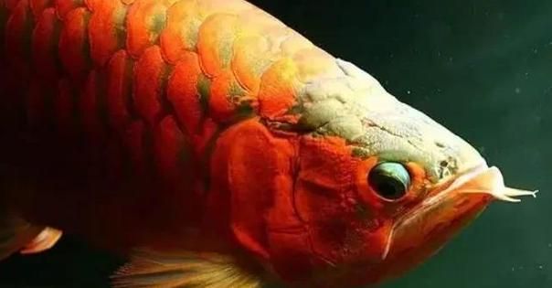 如何判斷龍魚嘴角皮脫落的具體原因？（如何判斷龍魚嘴角皮脫落）