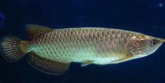 小龍魚有哪些品種？（六角恐龍小龍魚六六的飼養指南:勝利victory）