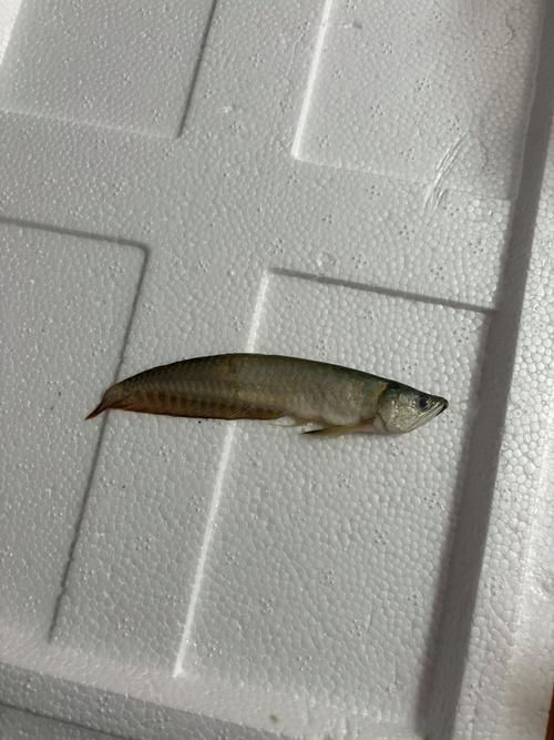 小龍魚有哪些品種？（六角恐龍小龍魚六六的飼養指南:勝利victory）