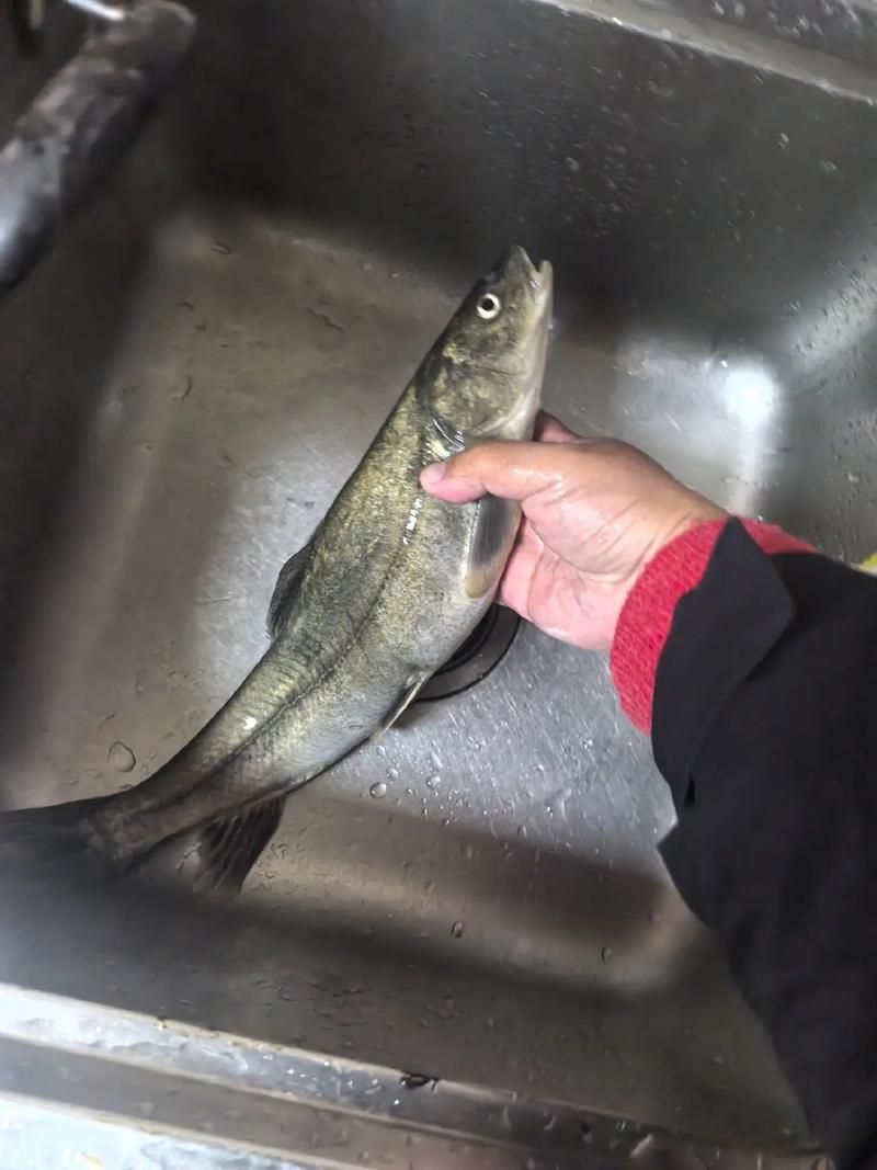 <strong><mark>夏河</mark></strong>龍魚的特征是什么？（“<strong><mark>夏河</mark></strong>龍魚”是什么？）