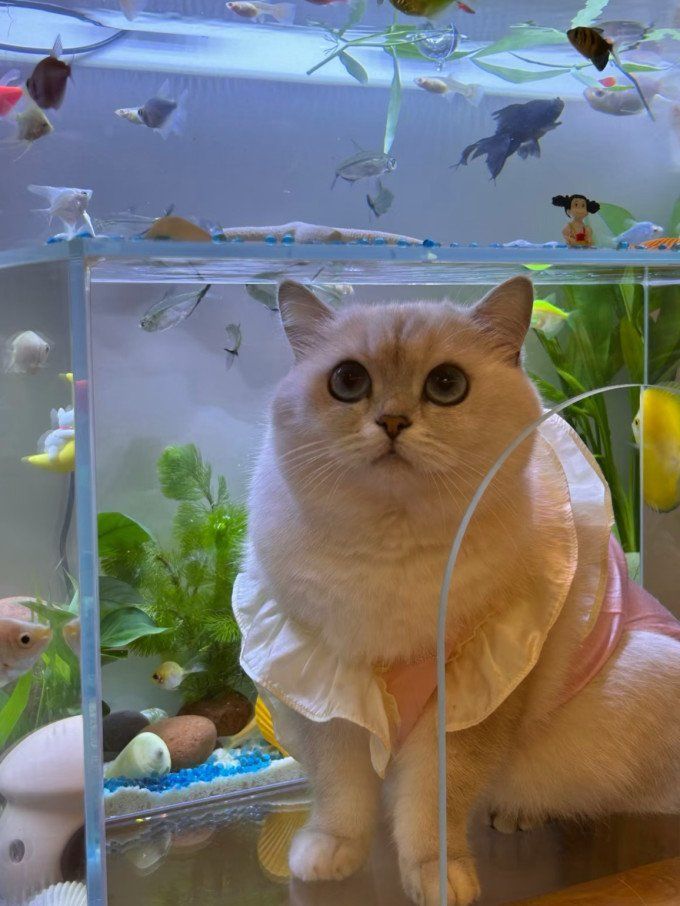 龍魚的過濾系統應該如何調試？（龍魚過濾系統的調試）