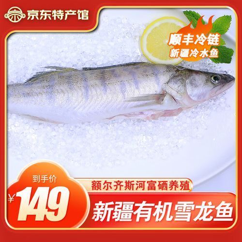 新疆雪龍魚和龍頭魚有什么區別？（新疆雪龍魚與龍頭魚的區別）