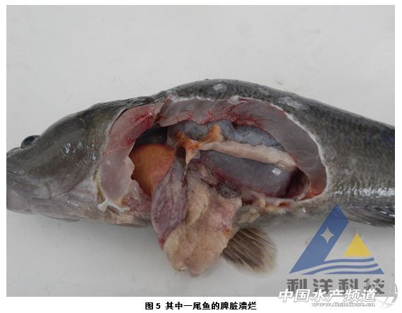 龍魚病菌圖片大全有哪些類型？（關(guān)于龍魚病菌圖片整合）