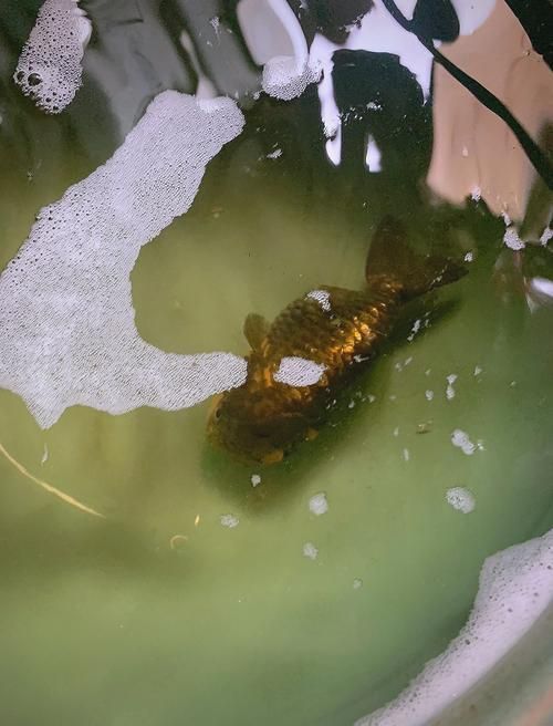 如何正確使用龍魚抗生素（如何正確使用觀賞魚抗生素）