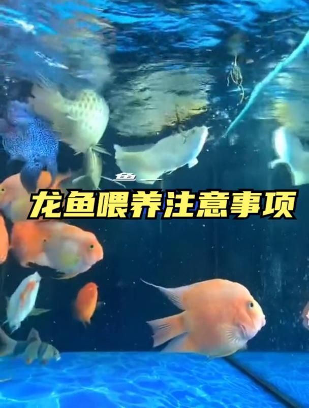 如何區分龍魚嘴巴抽搐是哪種原因？（龍魚嘴巴抽搐可能是由多種原因引起的）