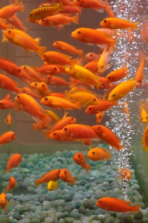 有沒有更多金龍魚和發財魚的圖片？（探索金龍魚和發財魚的神秘世界，金龍魚和發財魚哪個更有講究） 有沒有更多金龍魚和發財魚的圖片？（探索金龍魚和發財魚的神秘世界，金龍魚和發財魚哪個更有講究） 龍魚百科 第4張