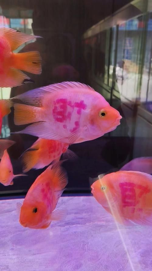 有沒有更多金龍魚和發財魚的圖片？（探索金龍魚和發財魚的神秘世界，金龍魚和發財魚哪個更有講究） 有沒有更多金龍魚和發財魚的圖片？（探索金龍魚和發財魚的神秘世界，金龍魚和發財魚哪個更有講究） 龍魚百科 第2張