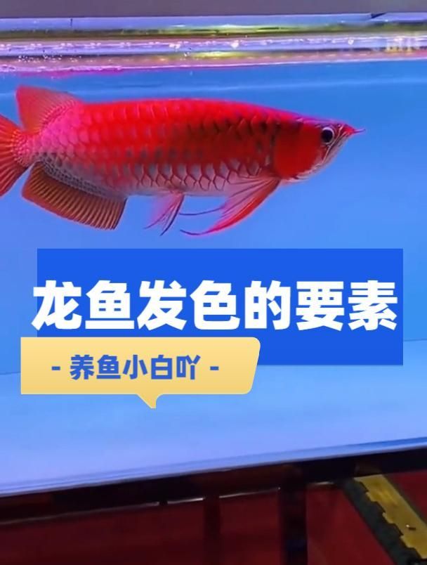 有哪些龍魚品種在30公分時(shí)開始發(fā)色？（如何判斷龍魚是否開始發(fā)色？）