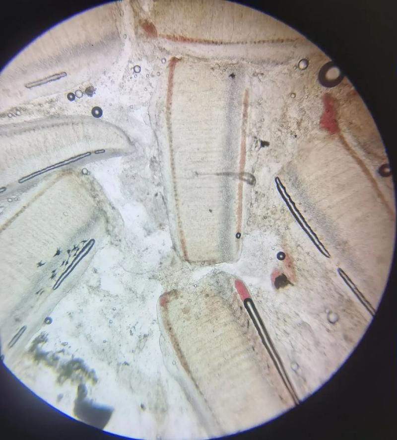 如何判斷龍魚魚鰓發白的原因？（arxiv論文助手龍魚魚鰓發白病因分析體系的解析）