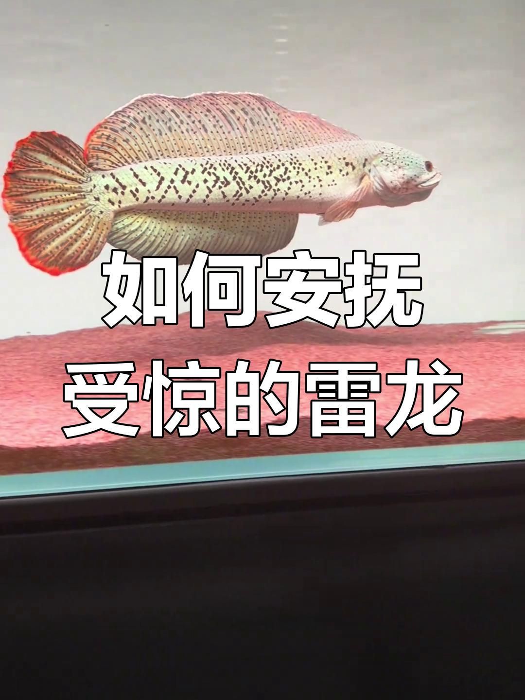 龍魚抖身子會自愈嗎？（龍魚受驚嚇拒食，教你恢復狀態）