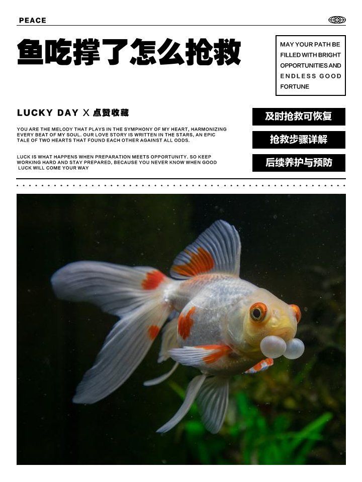 如何區分龍魚腹脹是吃撐還是腹水病？（龍魚肚子鼓了是吃撐了還是得了腹水病，魚友最揪心的問題）