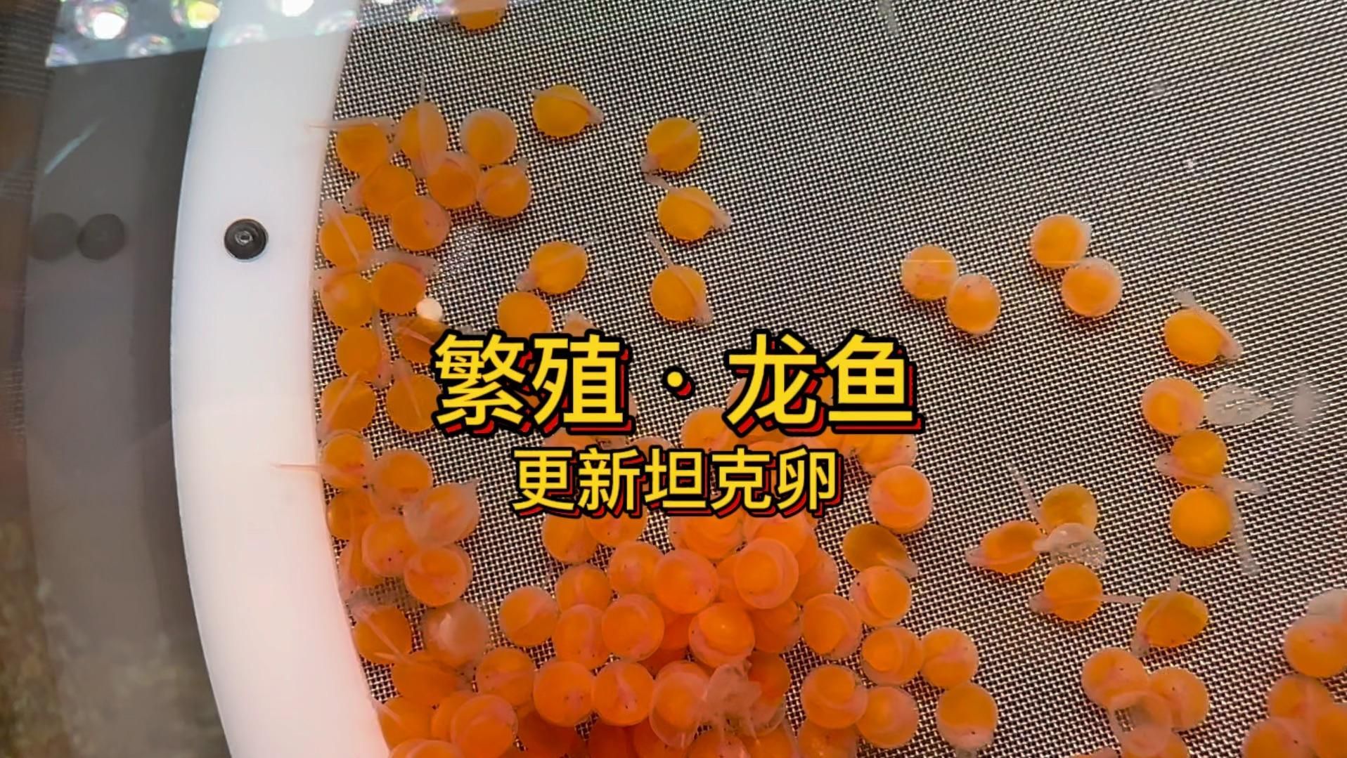 哪里可以找到高清的龍魚(yú)繁殖孵化視頻？（《龍魚(yú)繁殖全記錄”專題匯總龍魚(yú)繁殖全記錄專題匯總）