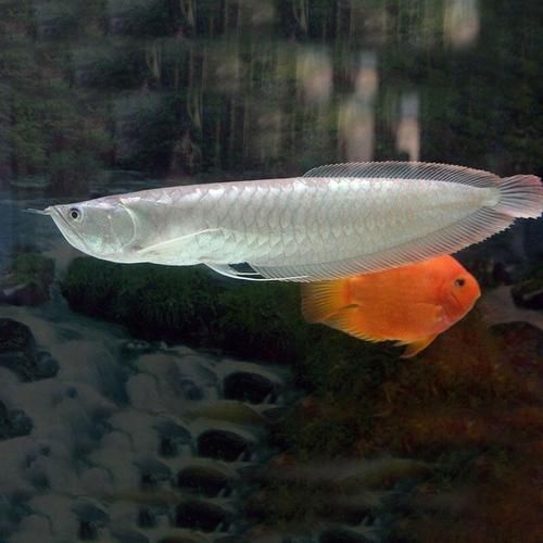 龍魚下嘴唇發(fā)白可能是哪些基因因素？（arxiv論文助手龍魚下嘴唇發(fā)白子龍魚下嘴唇發(fā)白）