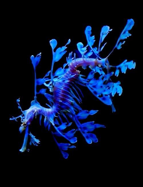 如何挑選高質(zhì)量的海龍魚？（如何挑選高質(zhì)量海龍魚）