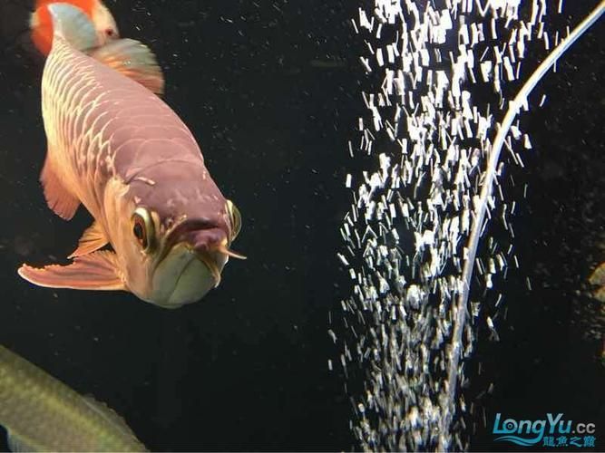 如何判斷龍魚是否因胡須斷裂而生病？（如何判斷龍魚是否因胡須斷裂而生病）