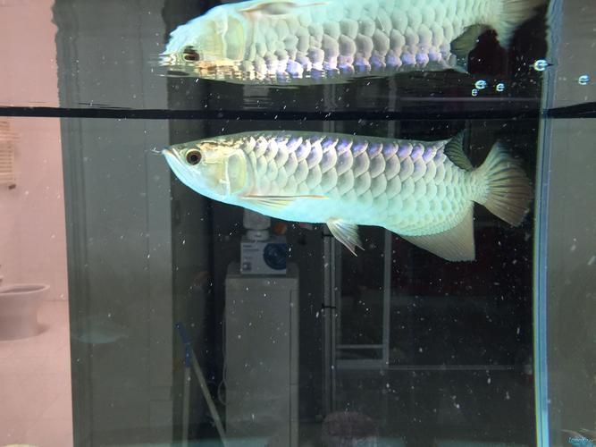 如何判斷龍魚是否因胡須斷裂而生病？（如何判斷龍魚是否因胡須斷裂而生病）
