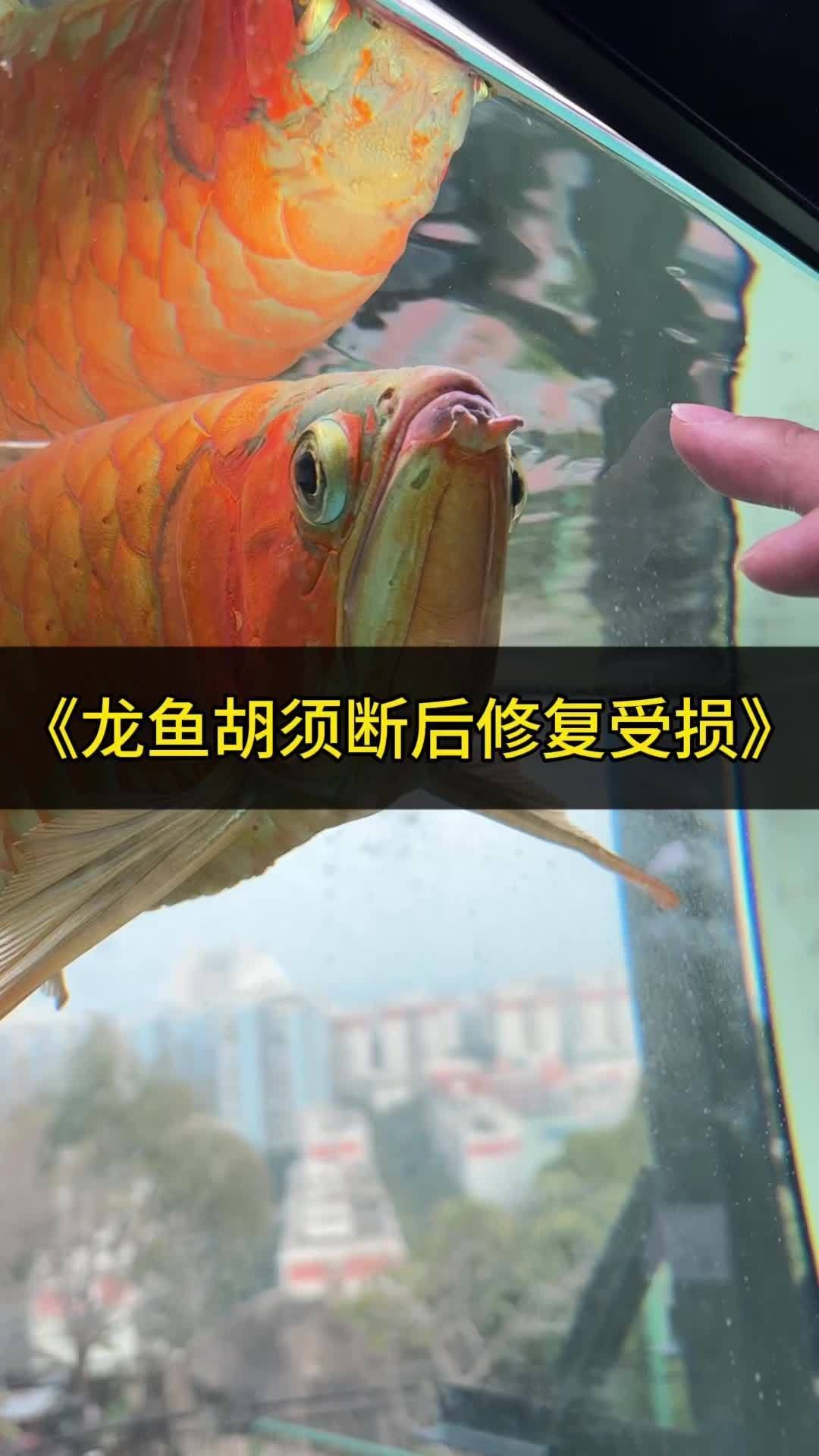 龍魚須子斷裂后如何護理？（魚須子斷裂后能否恢復，龍魚胡須斷了教你促其再生六一媽媽de時光機）