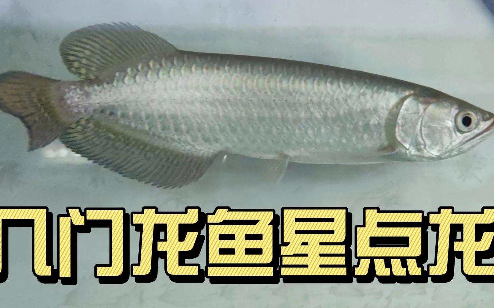 哪些龍魚品種適合初學者？