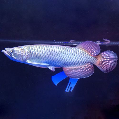 30元一斤的龍魚苗有哪些品種？（30元一斤的龍魚苗有哪些特點，）