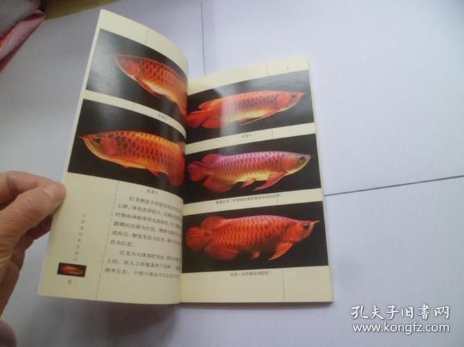 哪里可以購買到王婷編的龍魚飼養手冊？（婷編的《龍魚飼養手冊》是一本專門介紹和照顧龍魚的專業書籍）