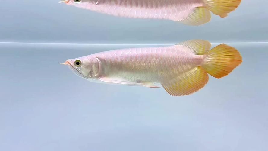 小紅龍魚有哪些稀有品種？（小紅龍魚品種詳解） 小紅龍魚有哪些稀有品種？（小紅龍魚品種詳解） 龍魚百科 第14張