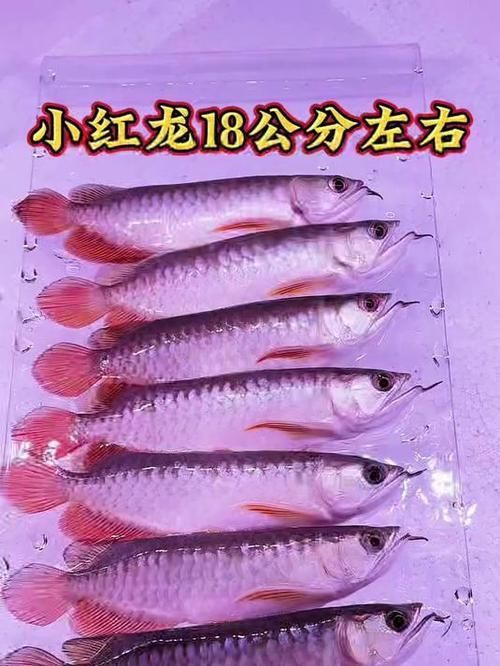 小紅龍魚有哪些稀有品種？（小紅龍魚品種詳解） 小紅龍魚有哪些稀有品種？（小紅龍魚品種詳解） 龍魚百科 第15張