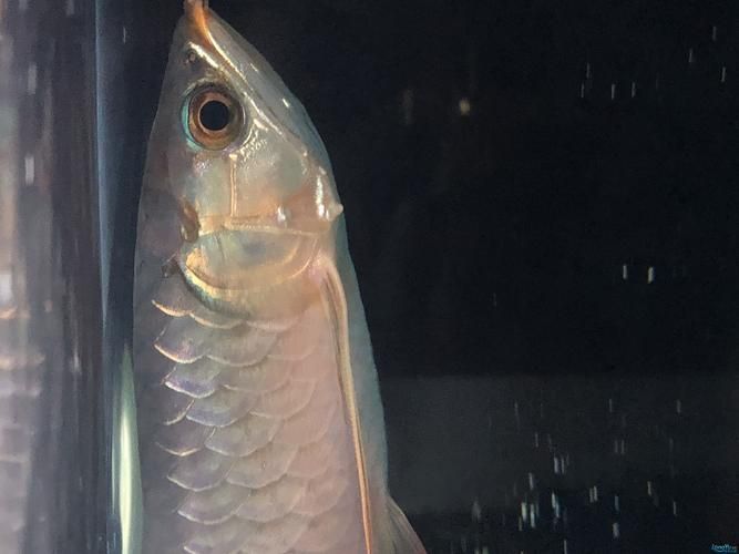 如何預(yù)防紅龍魚嘴上起泡的發(fā)生？（如何防治紅龍魚嘴上起泡）
